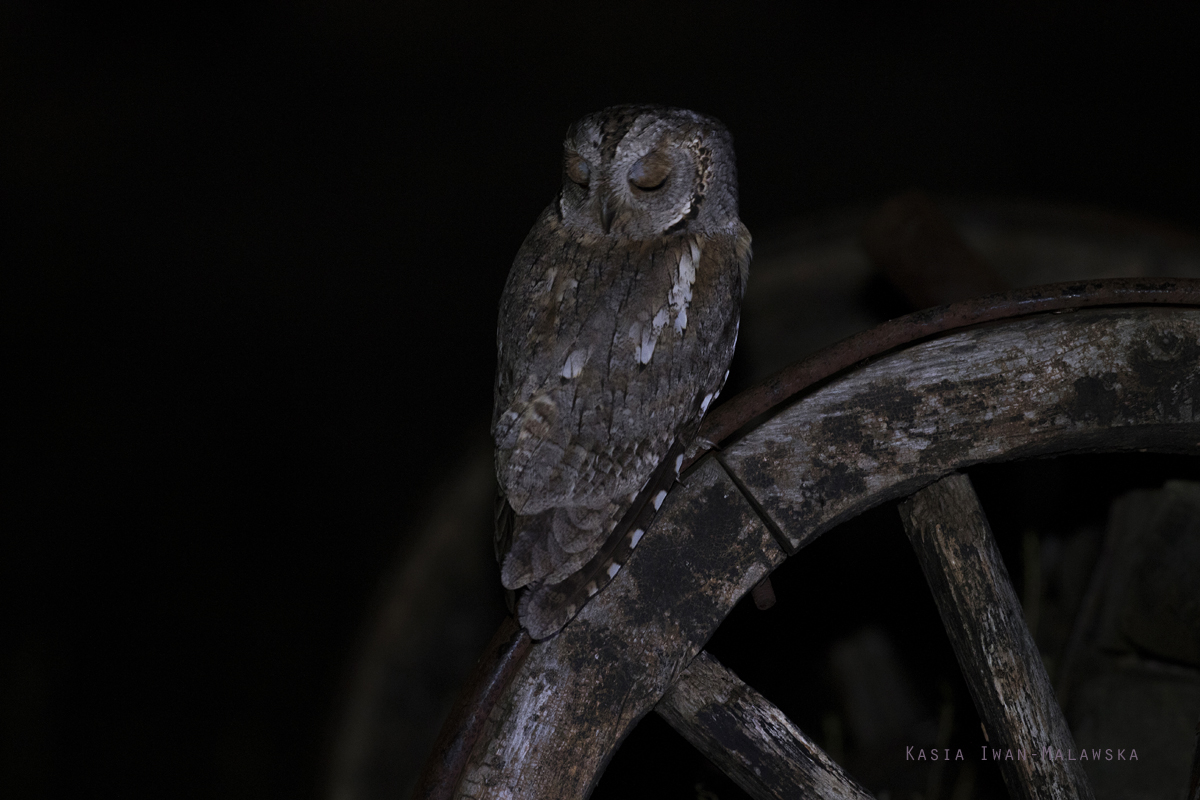 Otus, scops, Eurasian, Scops, Owl, Bulgaria