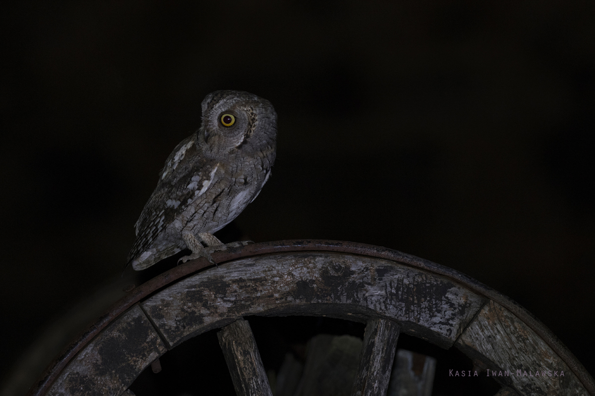 Syczek, Otus, scops, sowa, Bugaria, ptaki