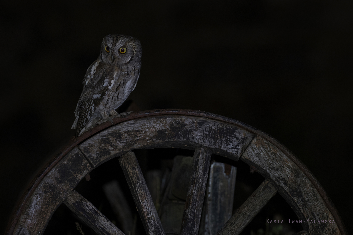 Otus, scops, Eurasian, Scops, Owl, Bulgaria