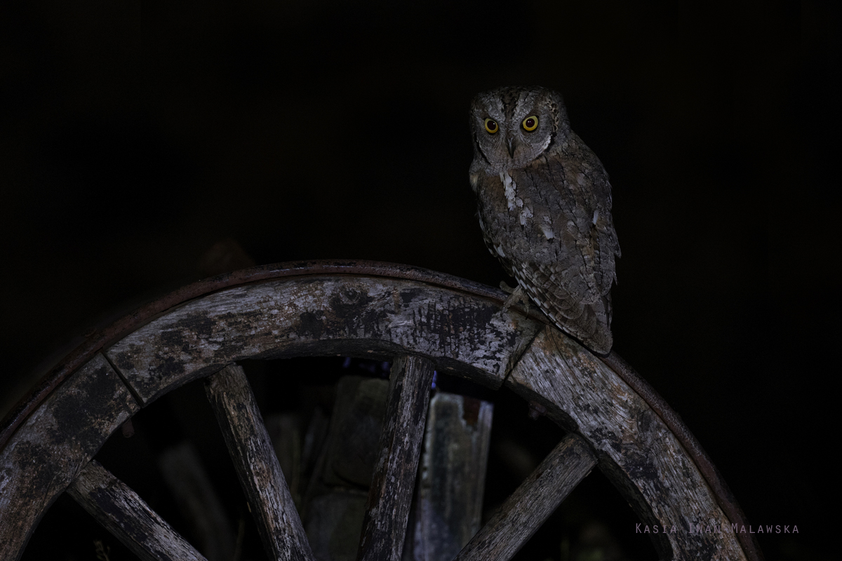 Syczek, Otus, scops, sowa, Bugaria, ptaki