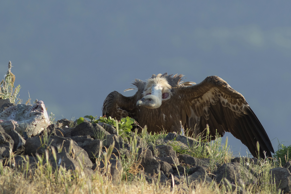 Sp, powy, Gyps, fulvus, Bugaria, ptaki