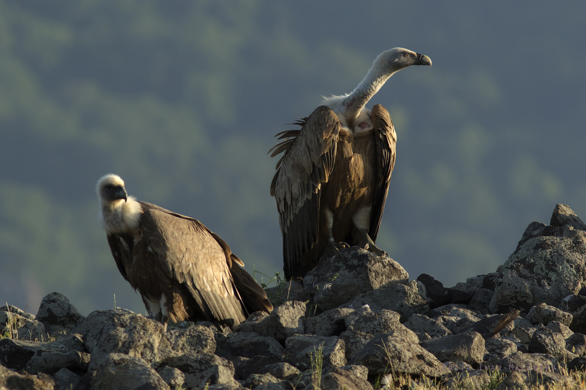 Sp, powy, Gyps, fulvus, Bugaria, ptaki