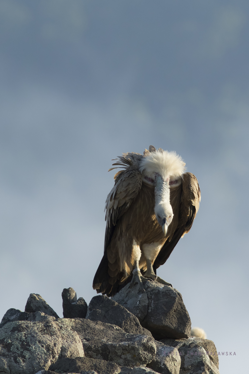 Sp, powy, Gyps, fulvus, Bugaria, ptaki