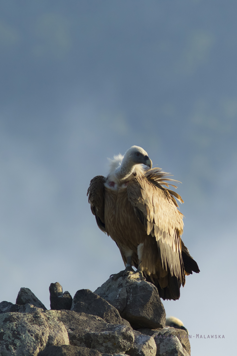 Sp, powy, Gyps, fulvus, Bugaria, ptaki