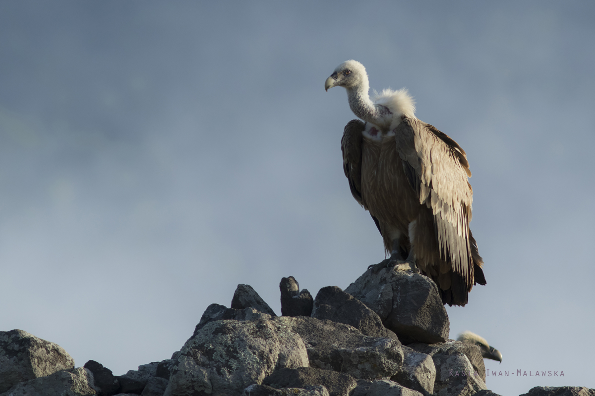 Sp, powy, Gyps, fulvus, Bugaria, ptaki