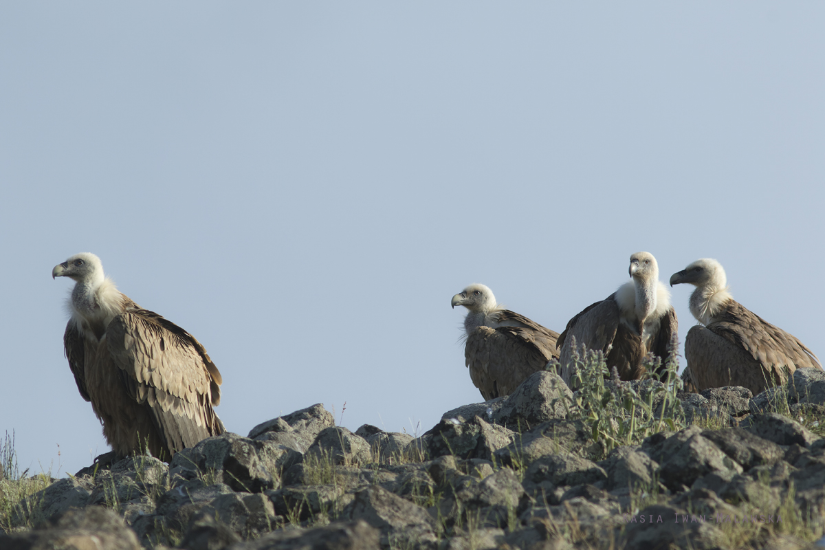 Sp, powy, Gyps, fulvus, Bugaria, ptaki