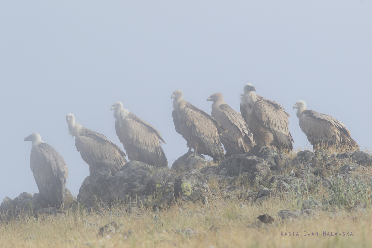 Sp, powy, Gyps, fulvus, Bugaria, ptaki