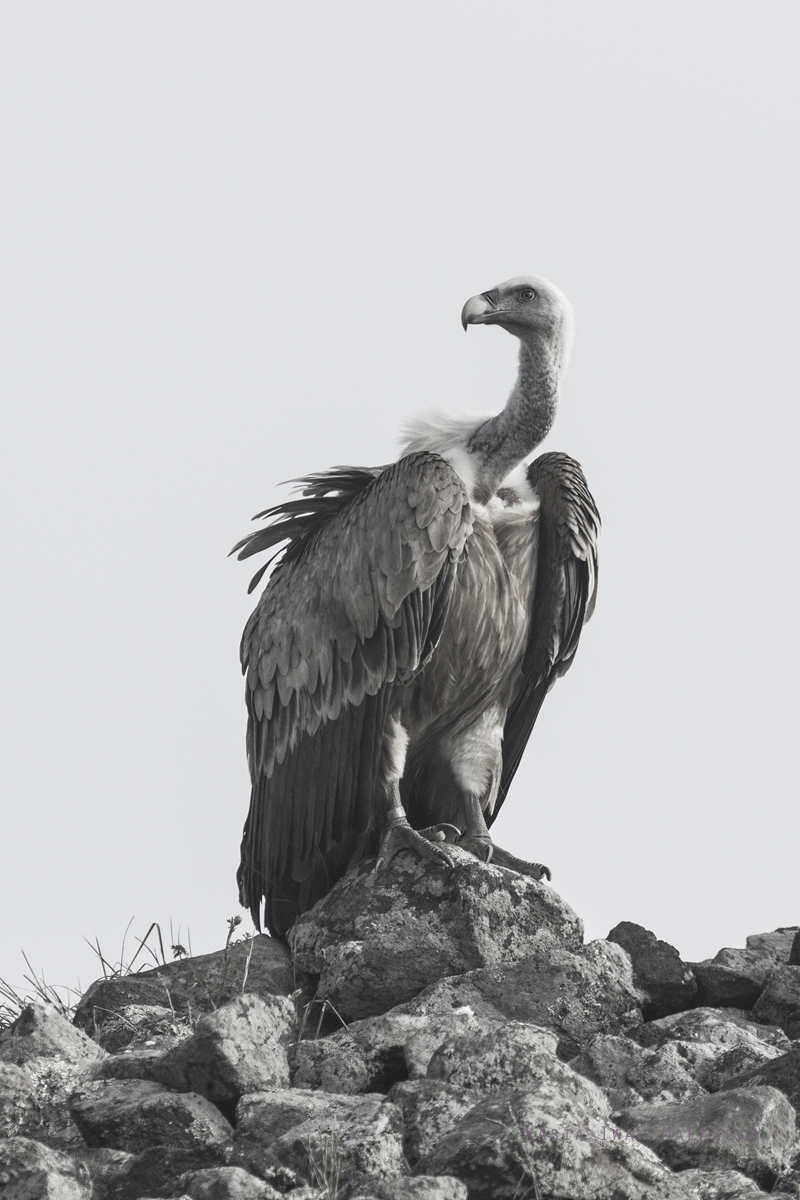 Gyps, fulvus, Griffon, Vulture, Bulgaria