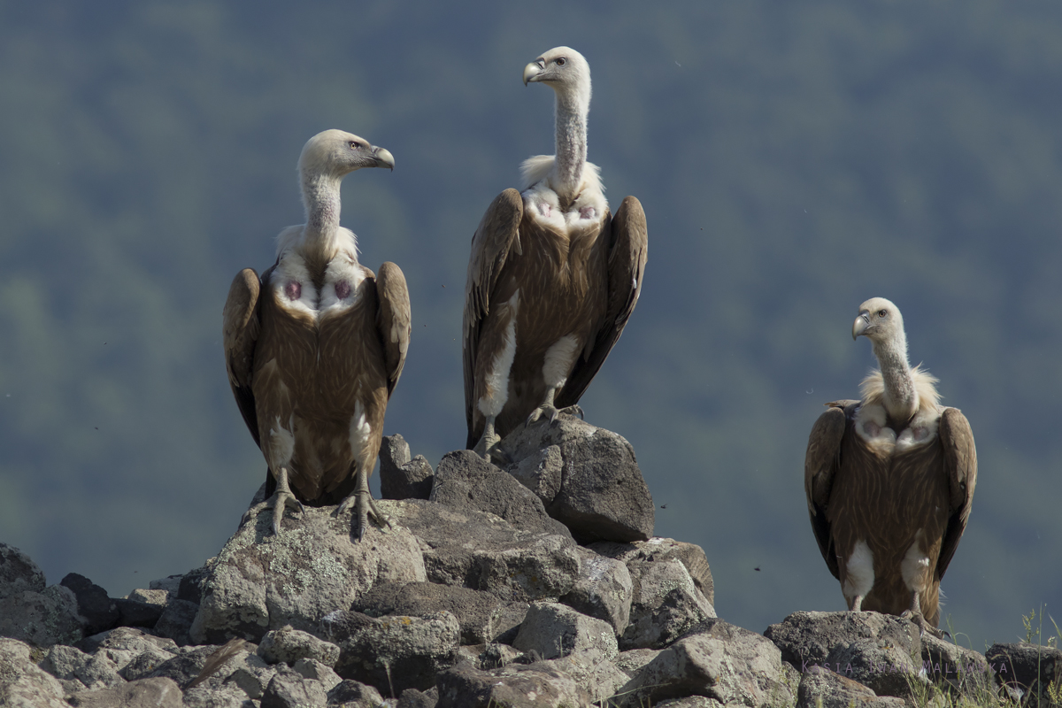 Gyps, fulvus, Griffon, Vulture, Bulgaria