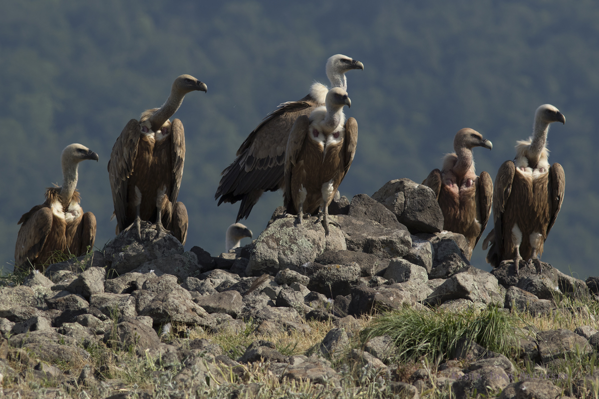 Sp, powy, Gyps, fulvus, Bugaria, ptaki