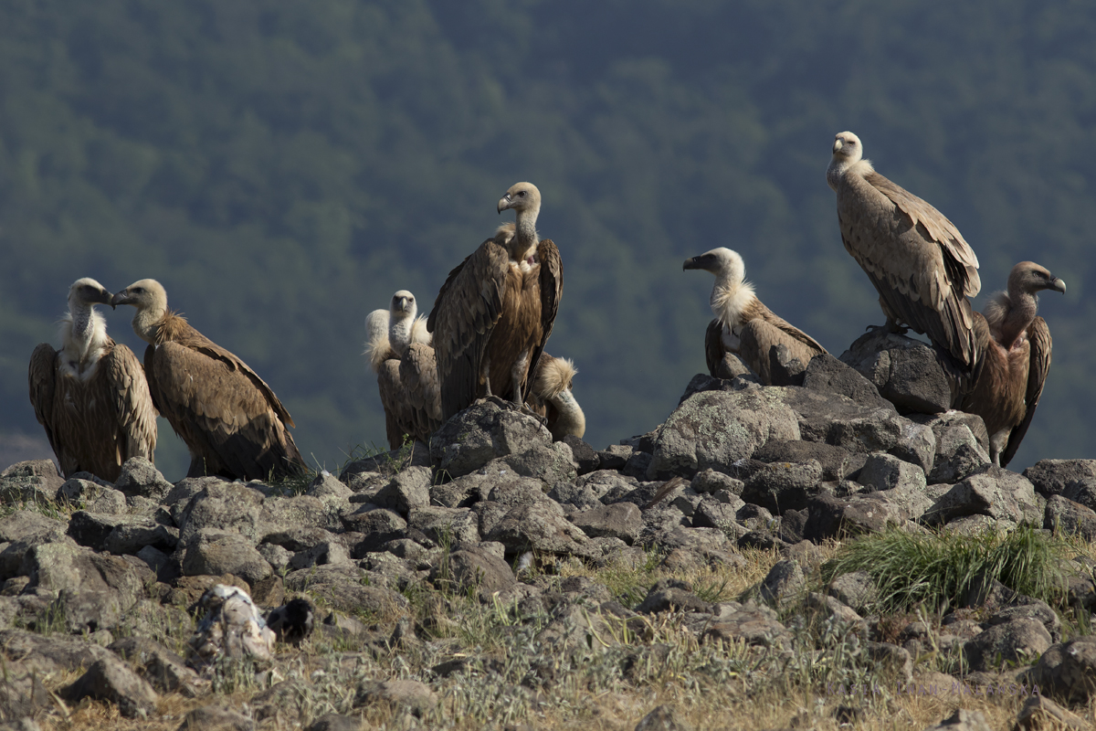 Sp, powy, Gyps, fulvus, Bugaria, ptaki