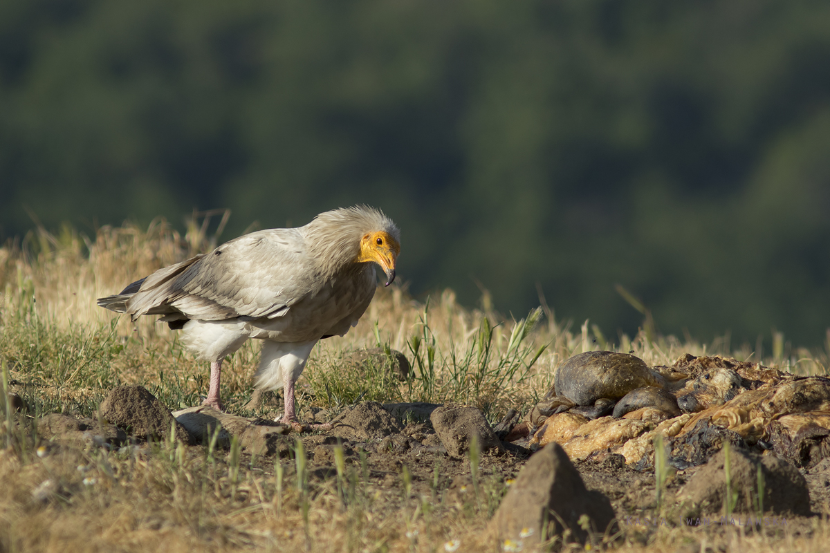 cierwnik, Neophron, percnopterus, Bugaria, ptaki