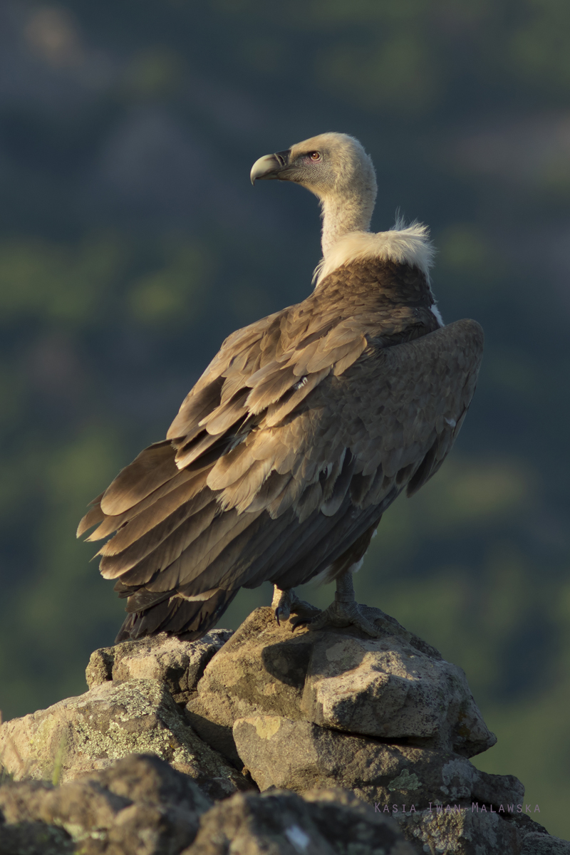 Gyps, fulvus, Griffon, Vulture, Bulgaria