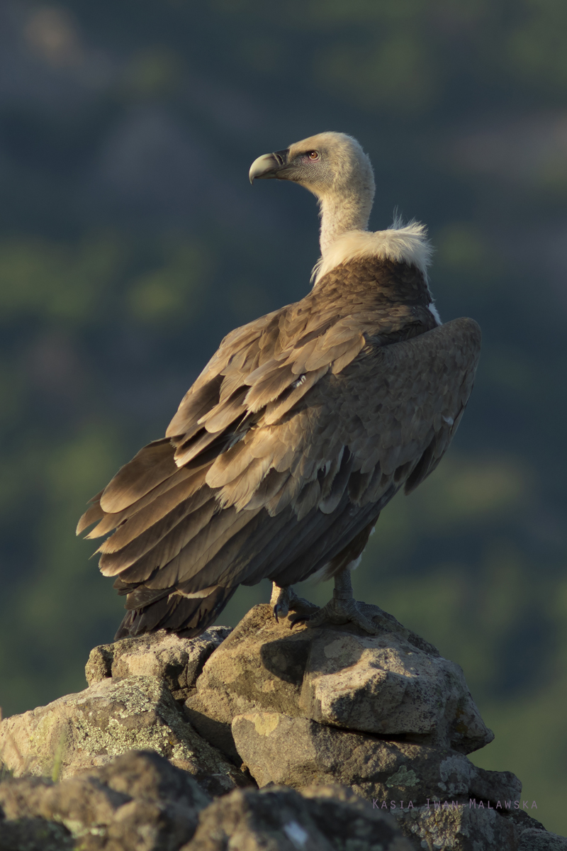 Sp, powy, Gyps, fulvus, Bugaria, ptaki