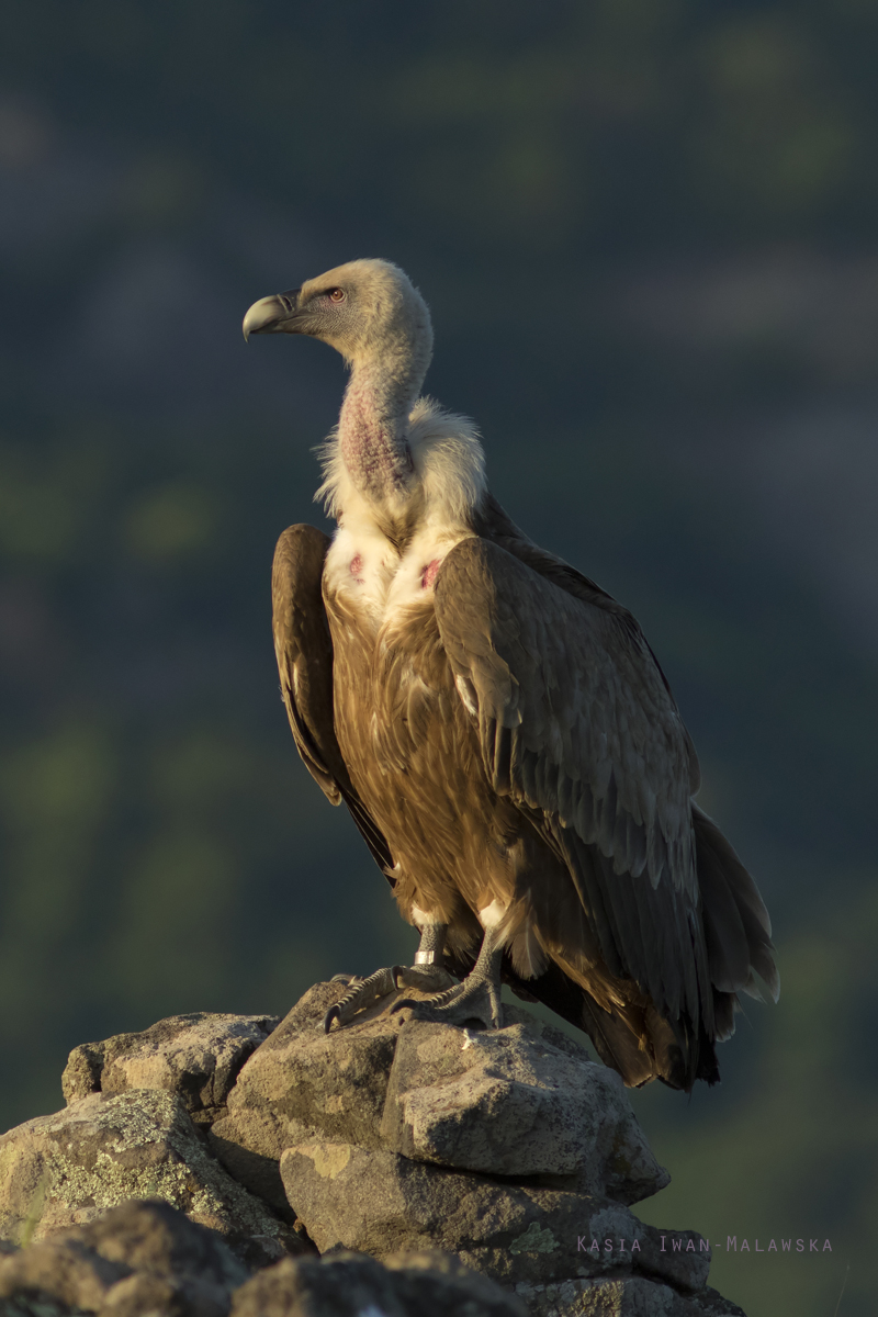 Sp, powy, Gyps, fulvus, Bugaria, ptaki