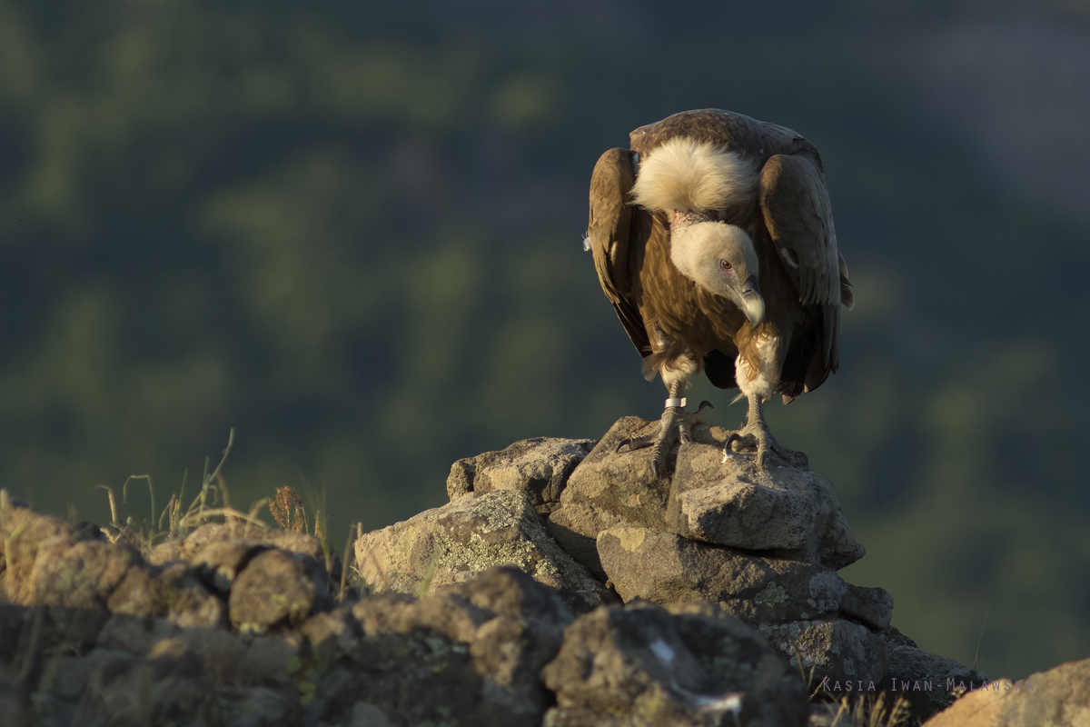 Sp, powy, Gyps, fulvus, Bugaria, ptaki