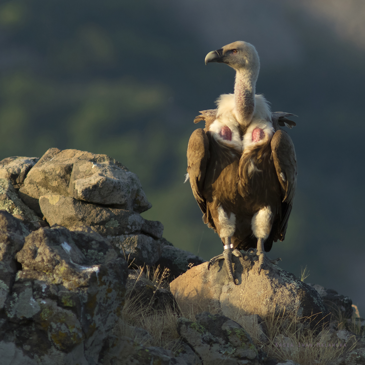 Gyps, fulvus, Griffon, Vulture, Bulgaria