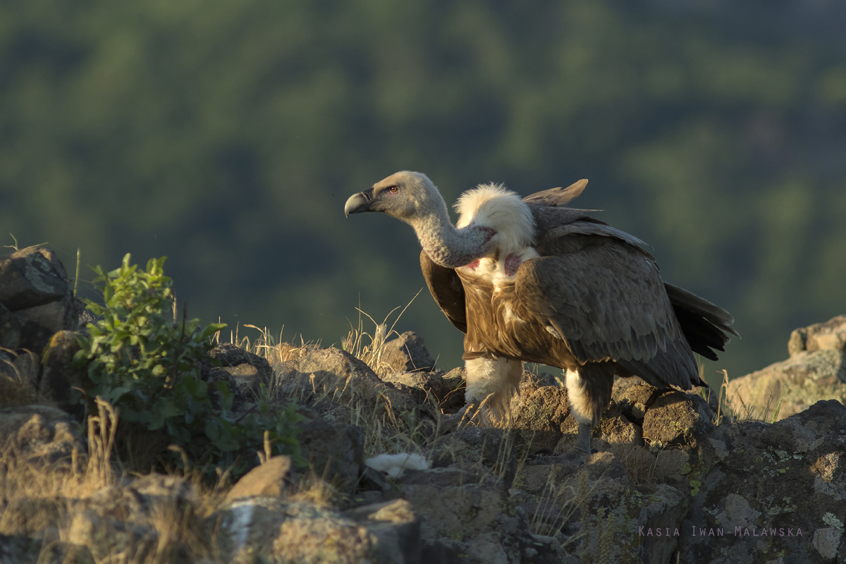 Sp, powy, Gyps, fulvus, Bugaria, ptaki