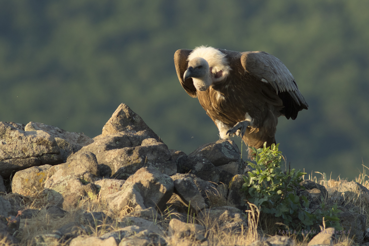 Sp, powy, Gyps, fulvus, Bugaria, ptaki