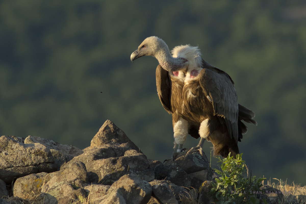 Sp, powy, Gyps, fulvus, Bugaria, ptaki