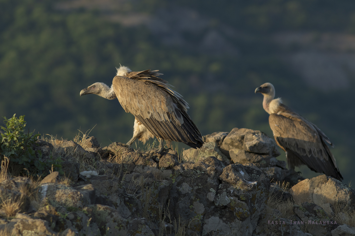 Sp, powy, Gyps, fulvus, Bugaria, ptaki