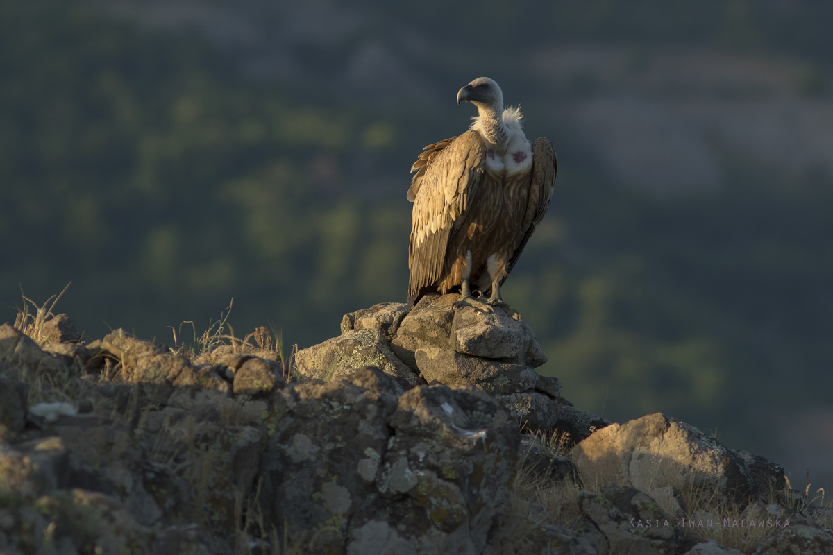 Sp, powy, Gyps, fulvus, Bugaria, ptaki