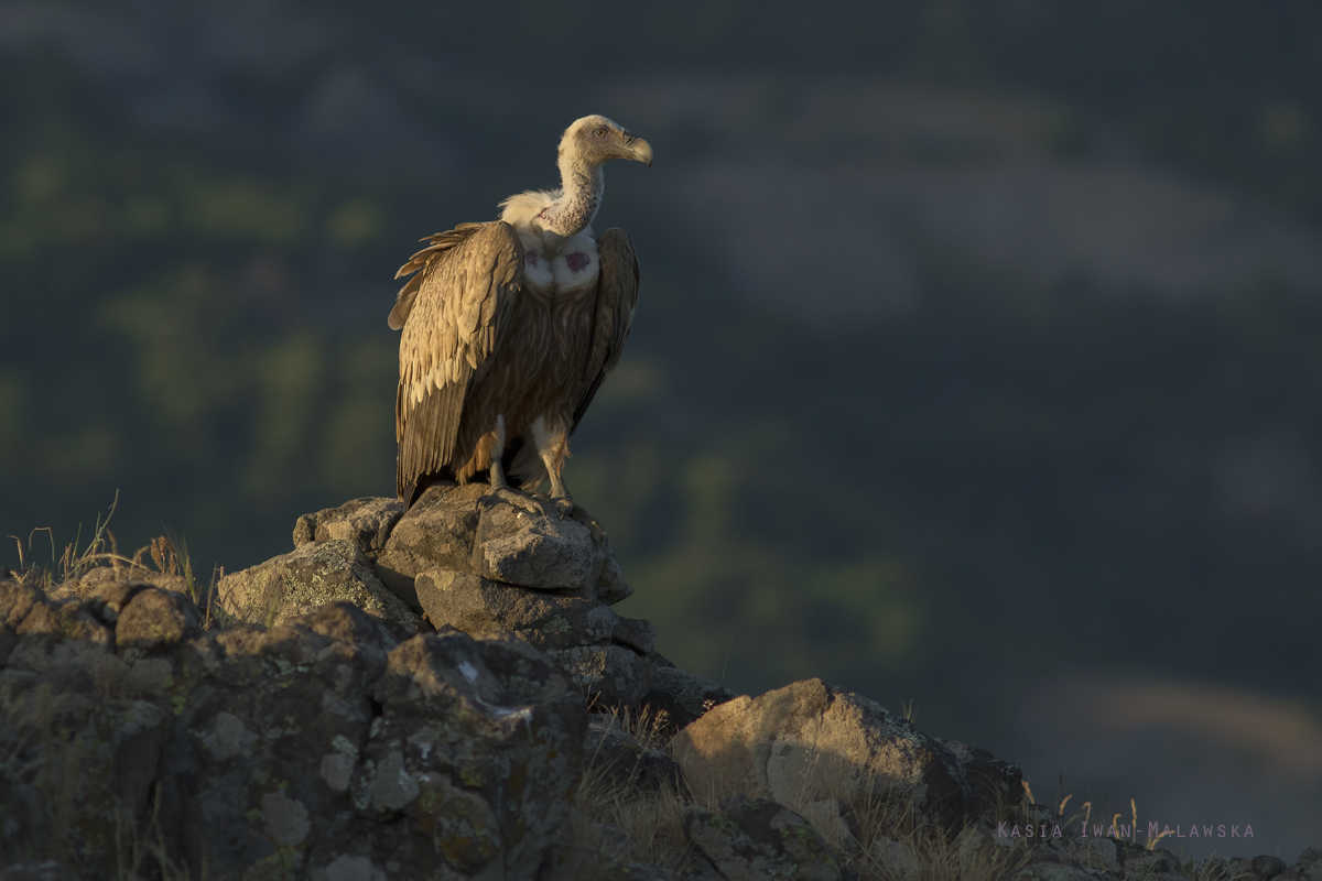 Sp, powy, Gyps, fulvus, Bugaria, ptaki