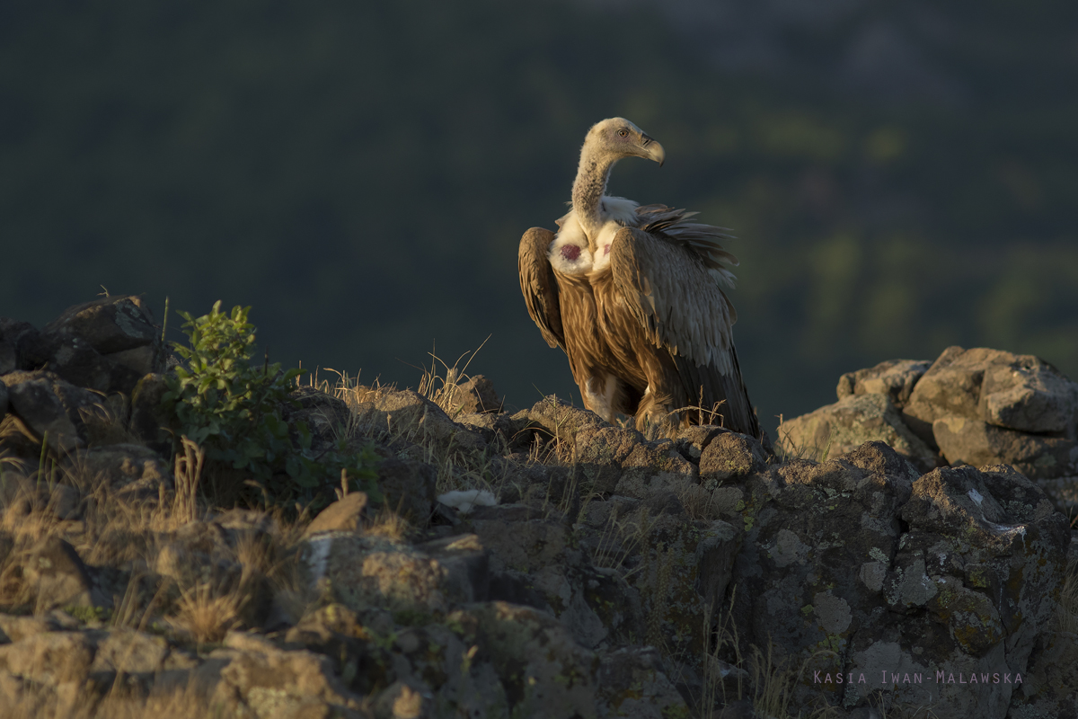 Sp, powy, Gyps, fulvus, Bugaria, ptaki