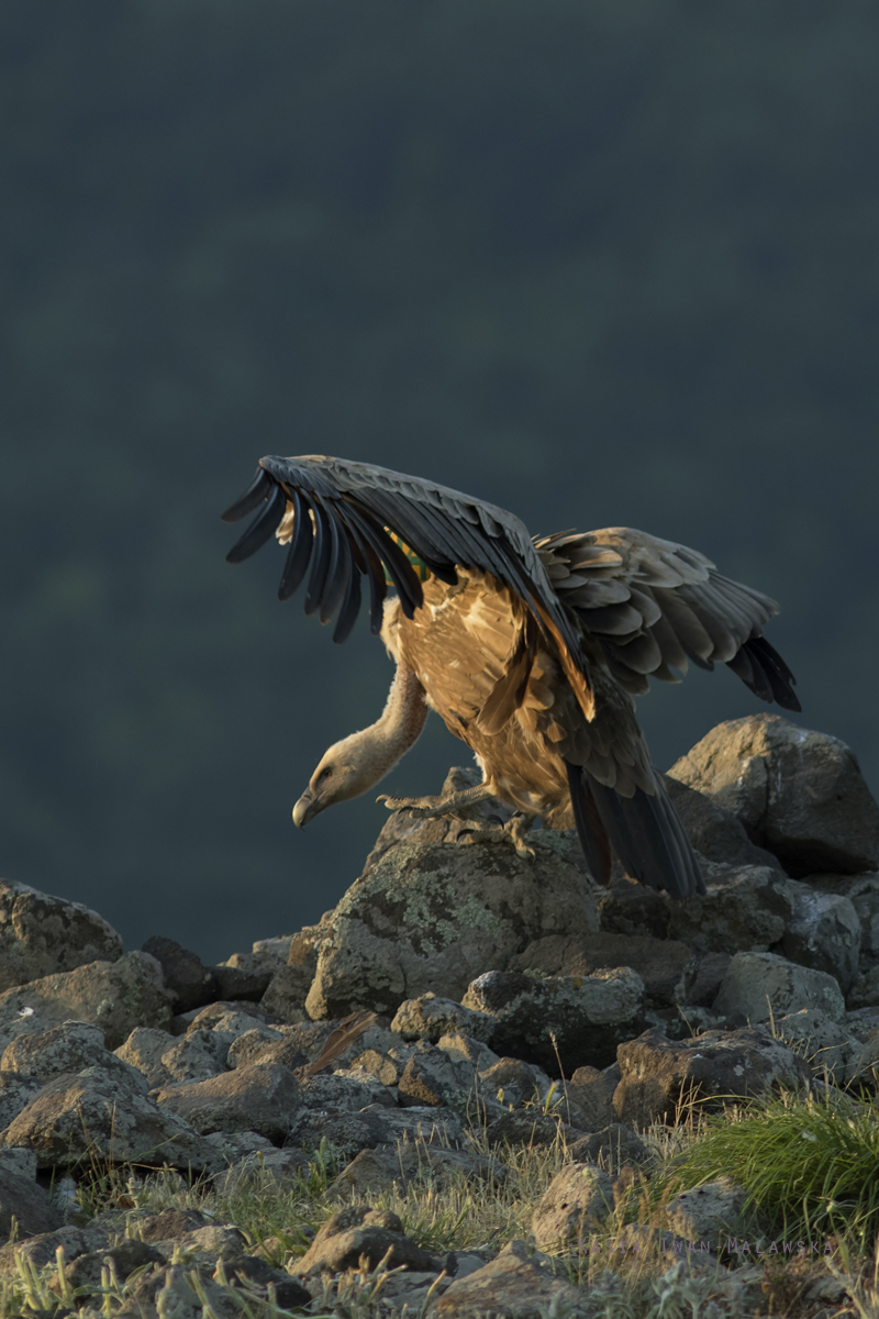 Gyps, fulvus, Griffon, Vulture, Bulgaria