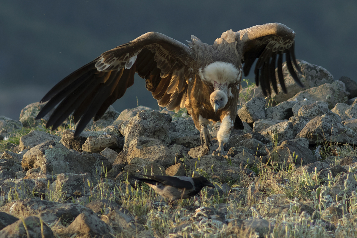 Sp, powy, Gyps, fulvus, Bugaria, ptaki