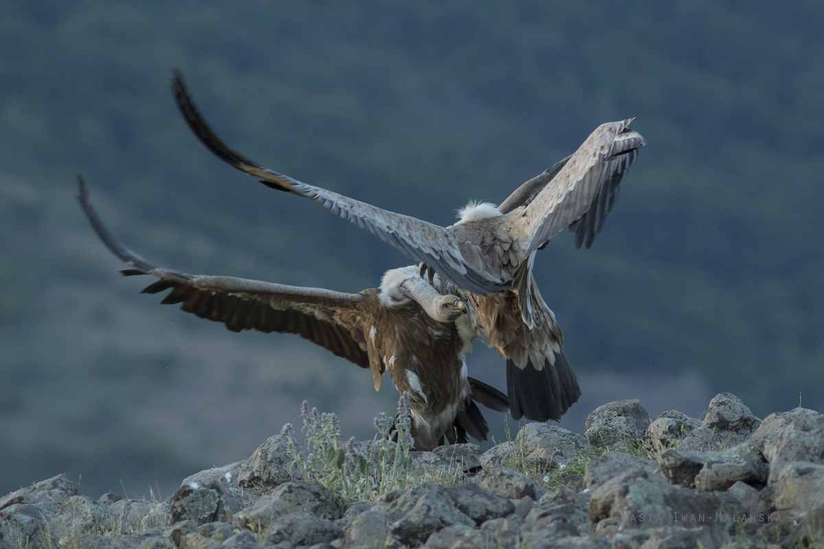 Gyps, fulvus, Griffon, Vulture, Bulgaria