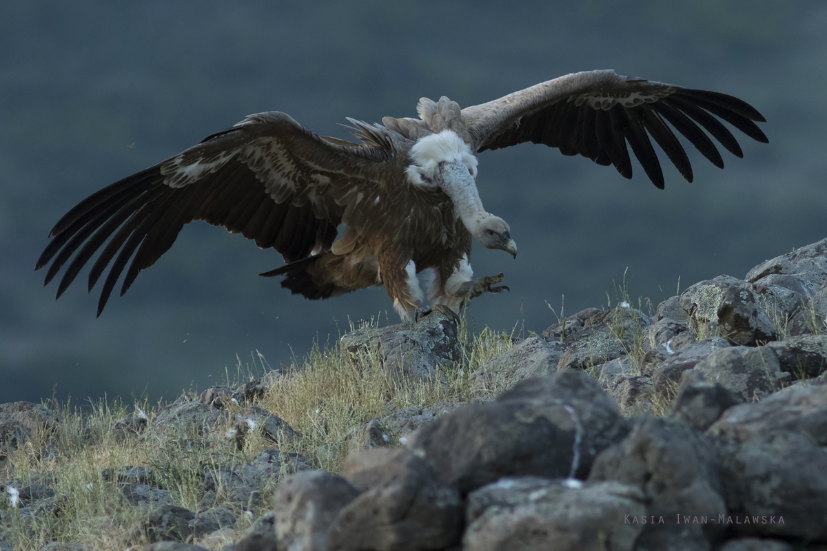 Sp, powy, Gyps, fulvus, Bugaria, ptaki