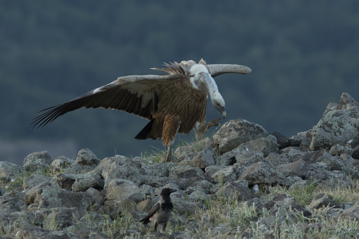 Sp, powy, Gyps, fulvus, Bugaria, ptaki