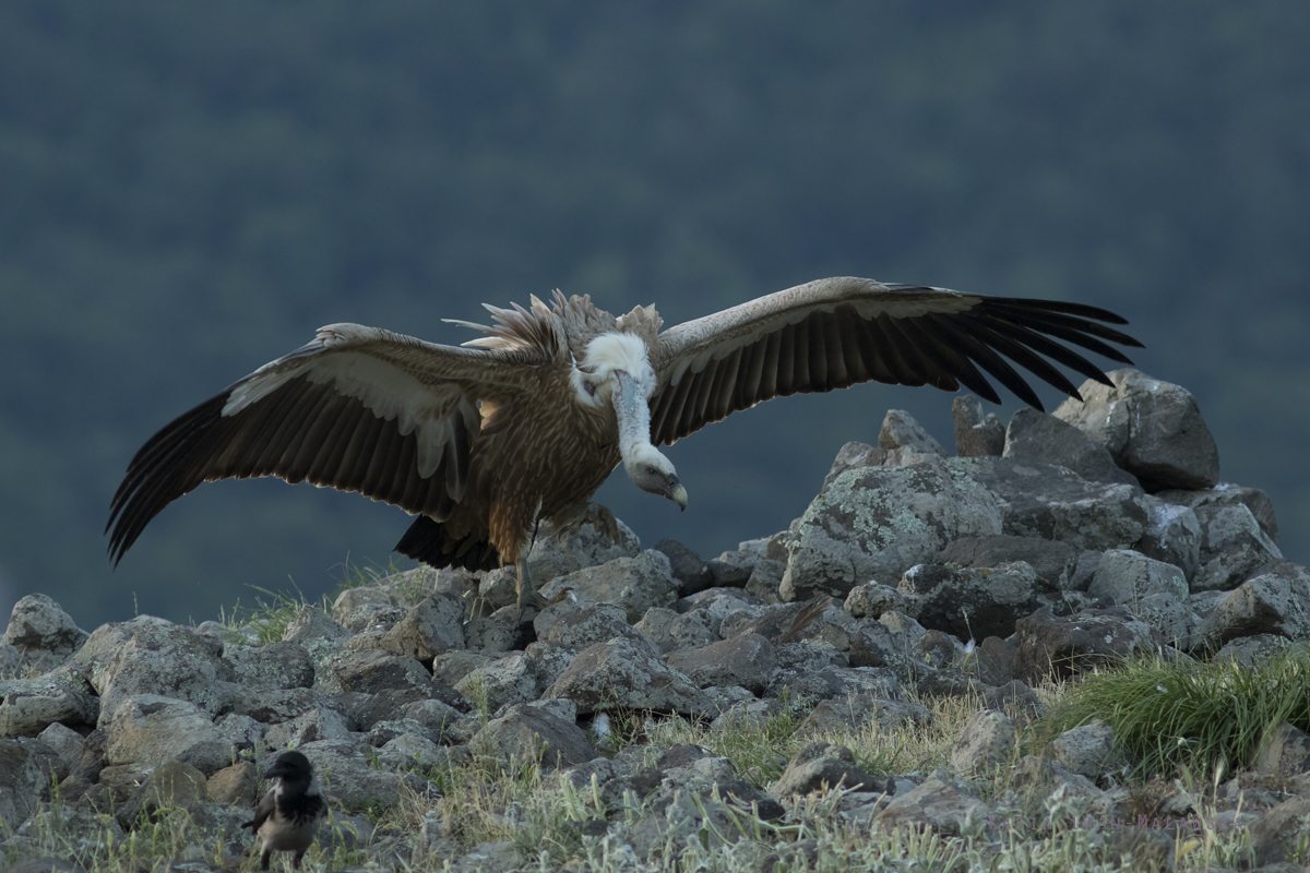 Sp, powy, Gyps, fulvus, Bugaria, ptaki