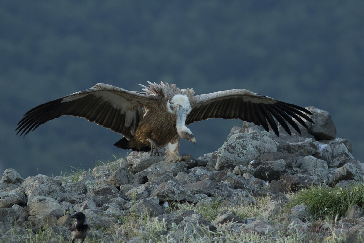 Gyps, fulvus, Griffon, Vulture, Bulgaria