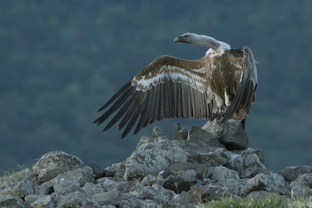 Sp, powy, Gyps, fulvus, Bugaria, ptaki