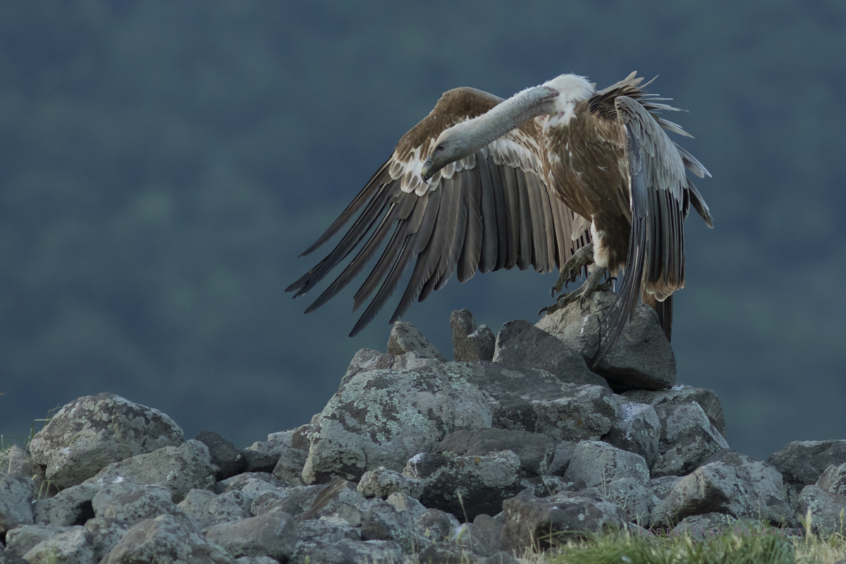 Sp, powy, Gyps, fulvus, Bugaria, ptaki