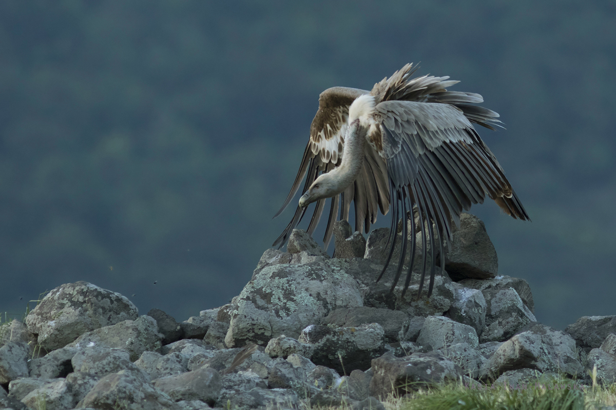 Sp, powy, Gyps, fulvus, Bugaria, ptaki