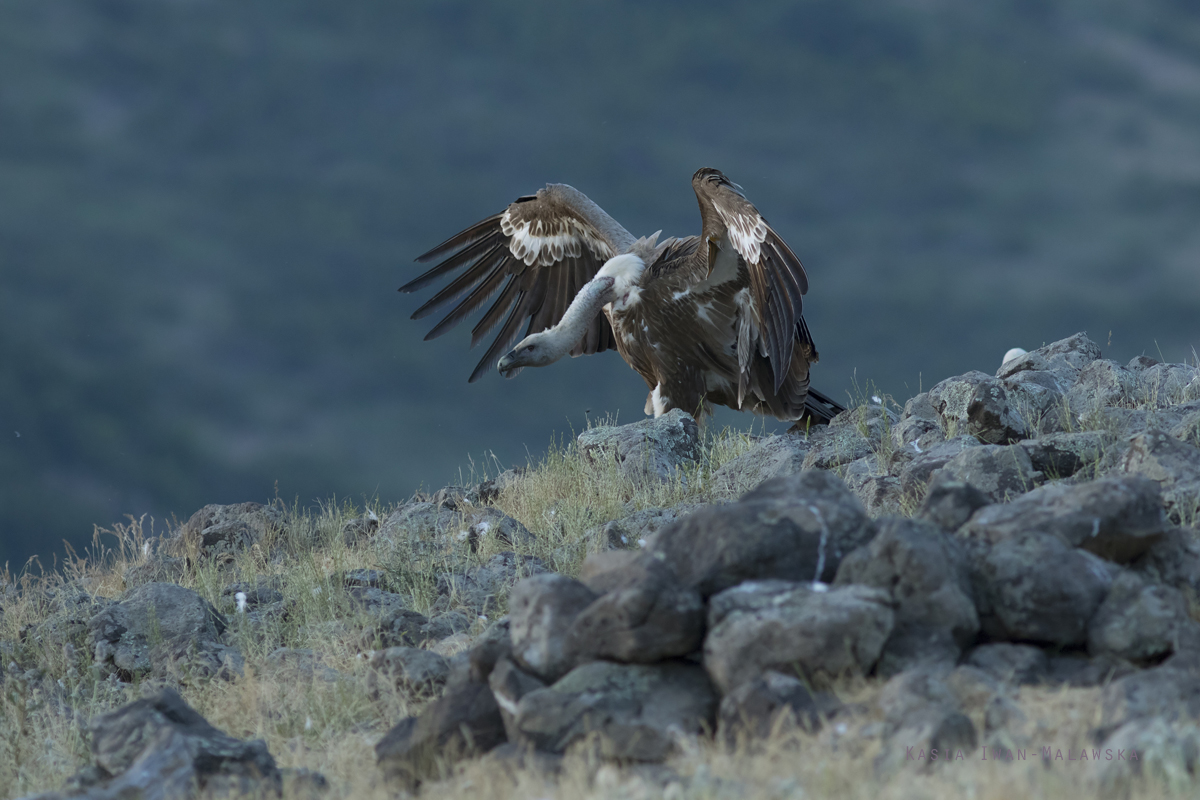 Sp, powy, Gyps, fulvus, Bugaria, ptaki