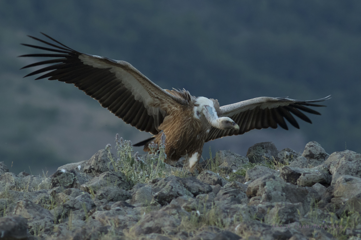 Gyps, fulvus, Griffon, Vulture, Bulgaria