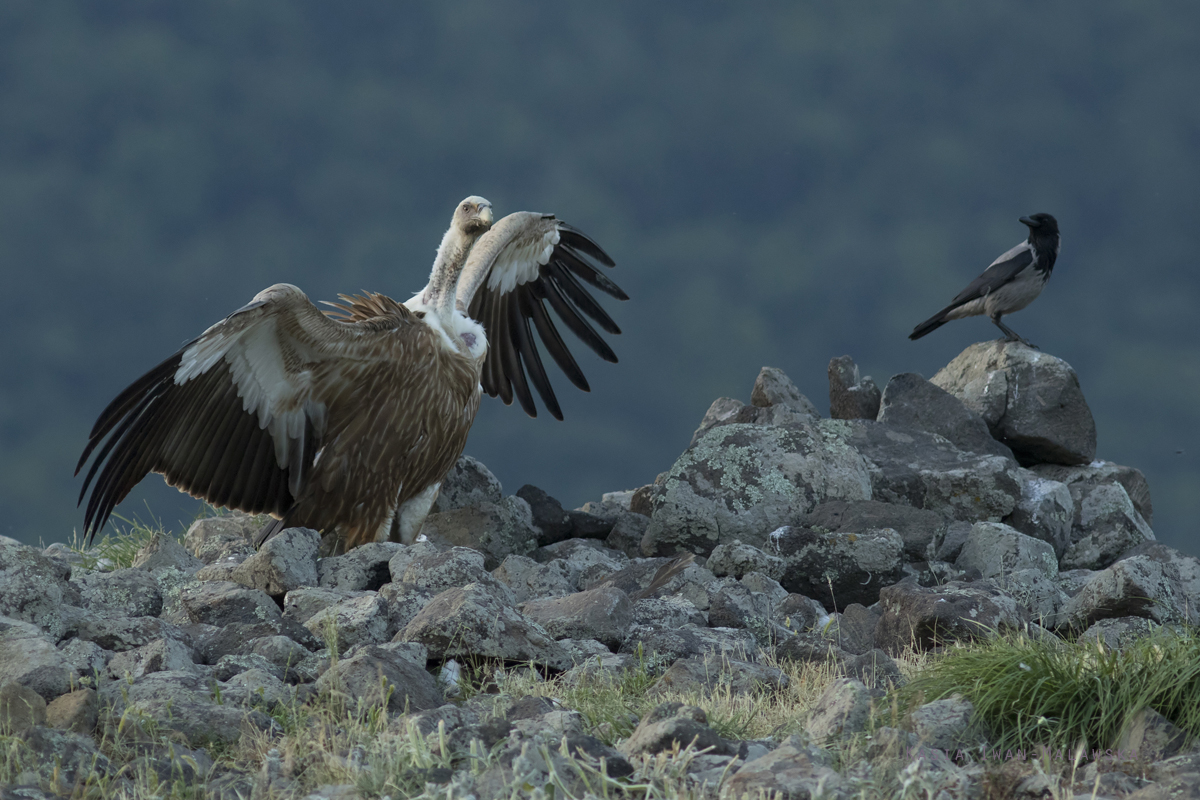 Sp, powy, Gyps, fulvus, Bugaria, ptaki