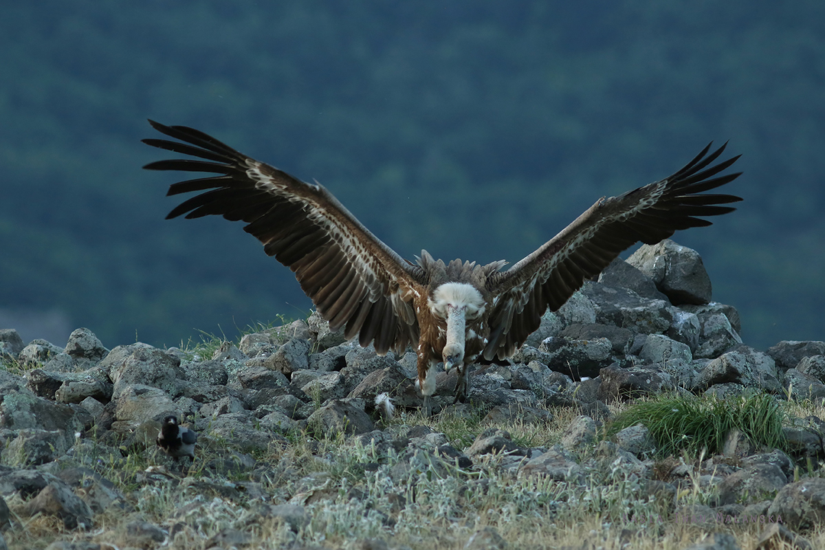 Sp, powy, Gyps, fulvus, Bugaria, ptaki