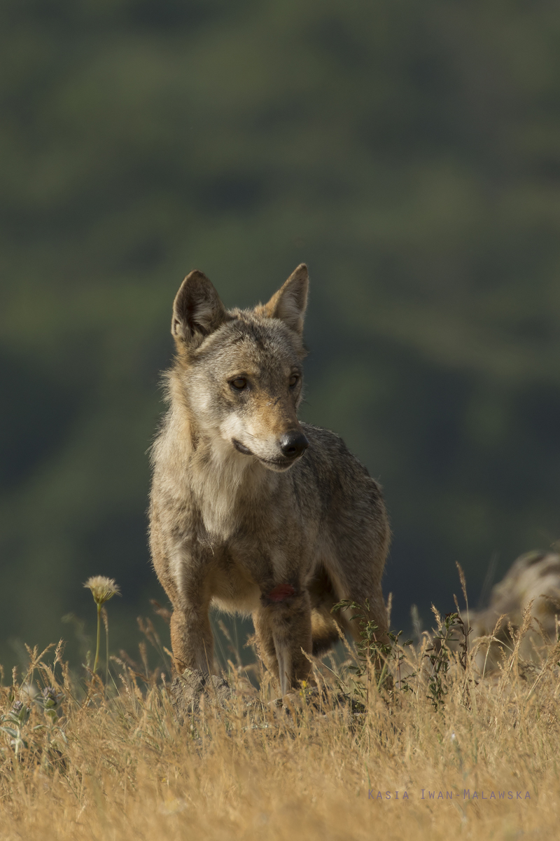 Wilk, Canis, lupus, Bugaria, ssaki