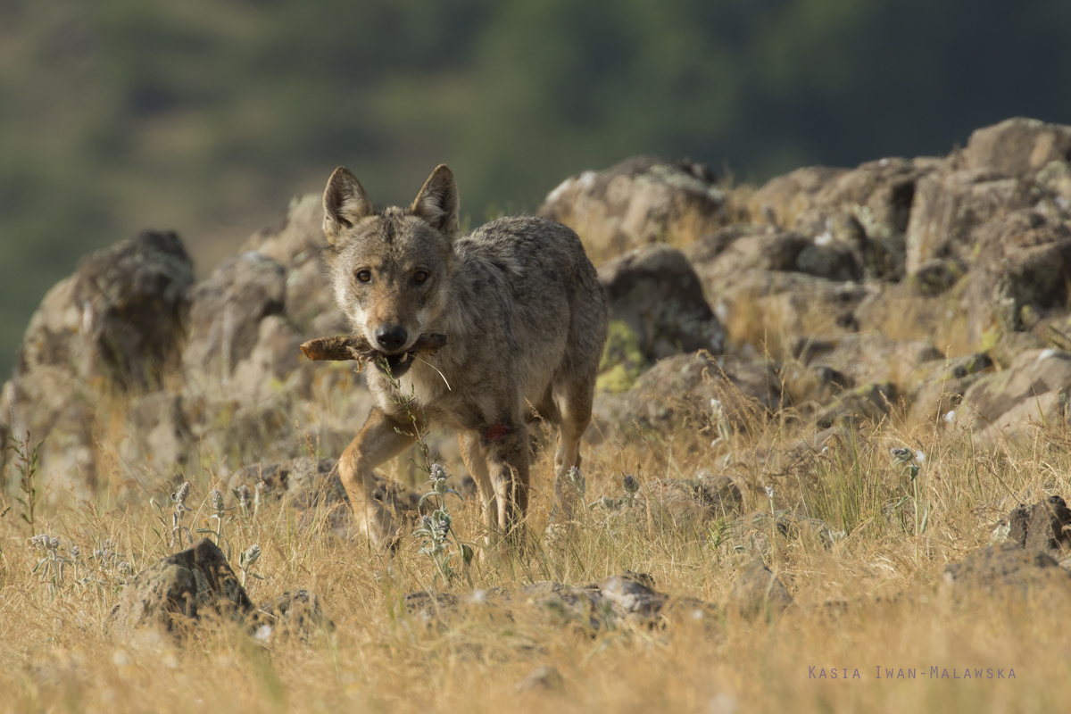 Canis, lupus, Wolf, Bulgaria