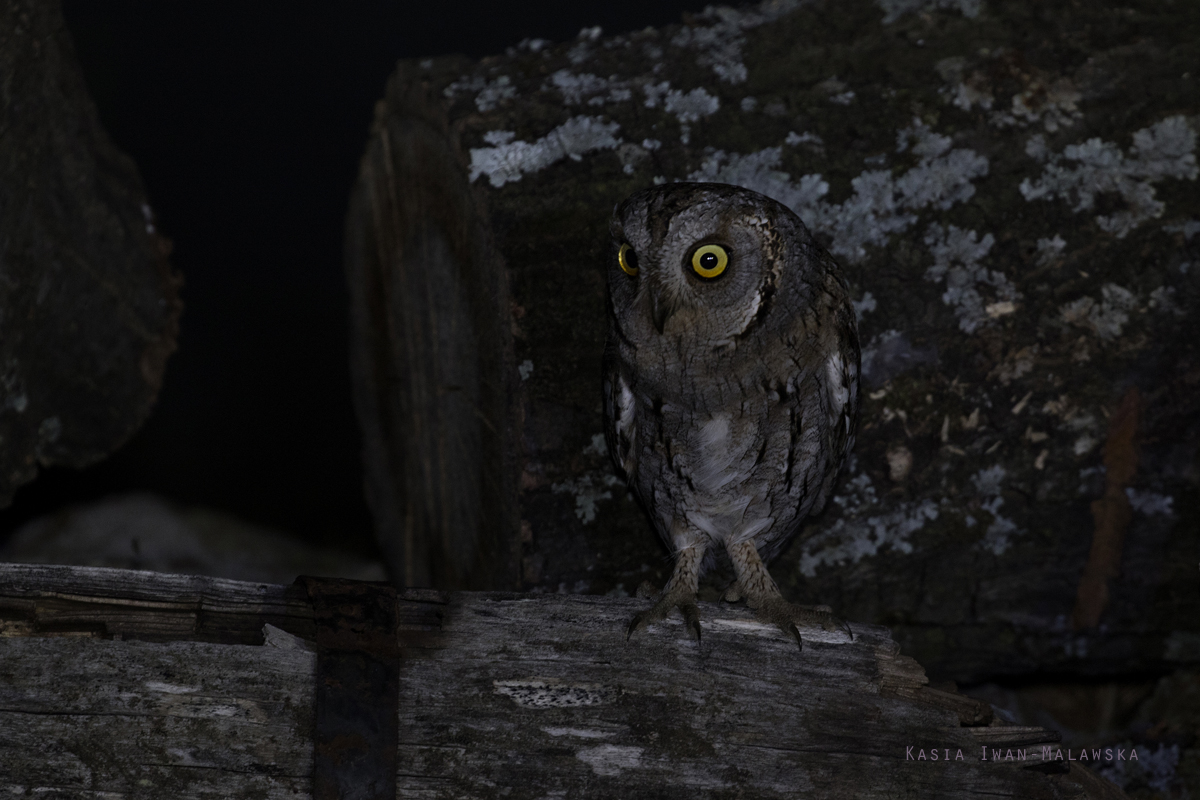 Otus, scops, Eurasian, Scops, Owl, Bulgaria