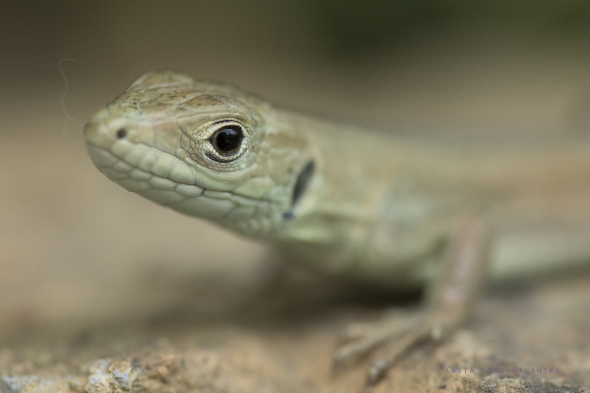 Darevskia, praticola, lizard, Bulgaria