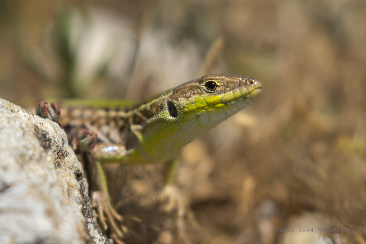 Lacerta, vivipara, Viviparous, Common, Lizard, Bulgaria