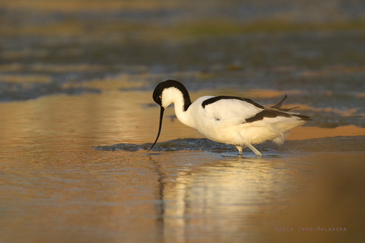 Recurvirostra, avosetta, Pied, Avocet, Bulgaria