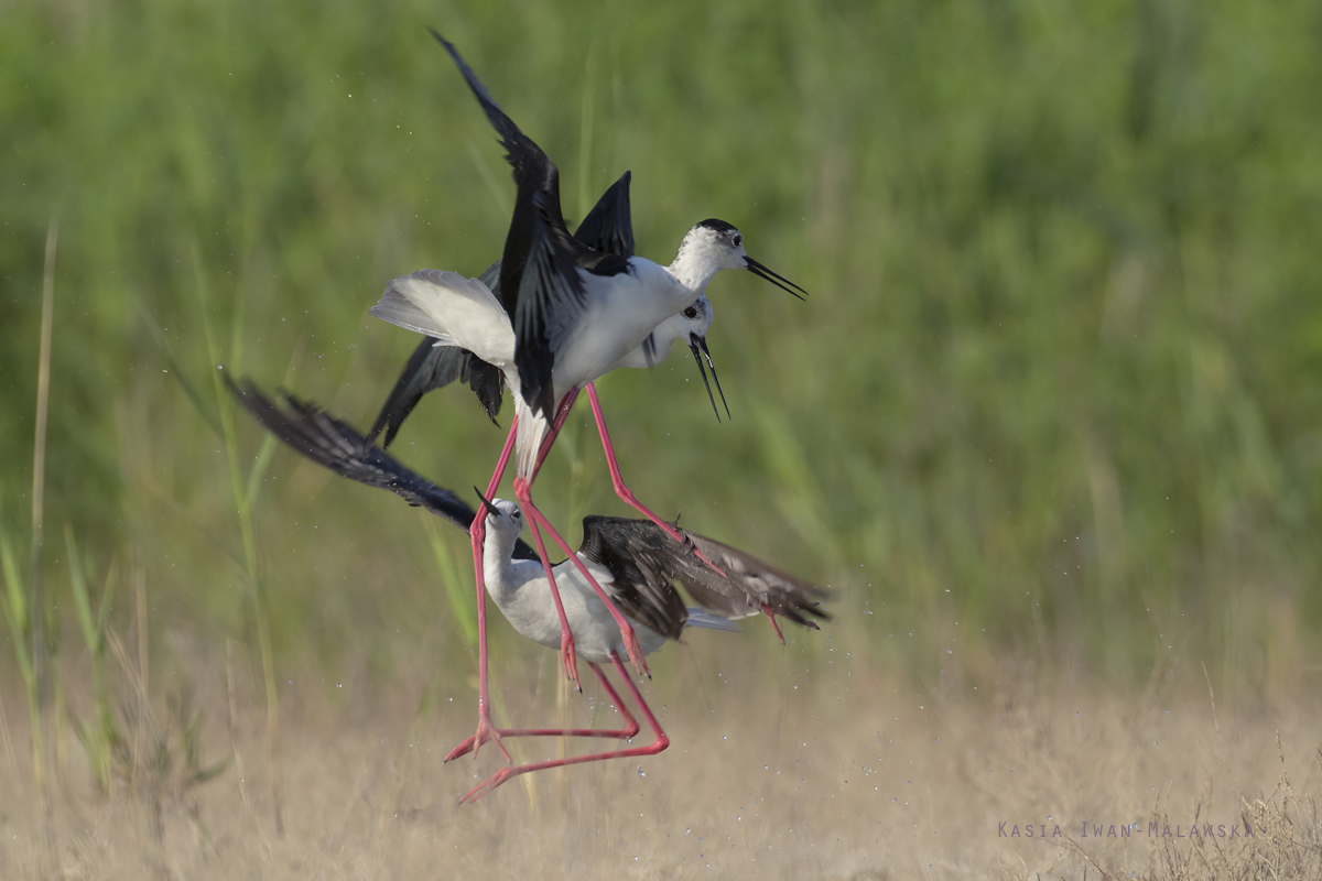 Szczudak, Himantopus, himantopus, Bugaria, ptaki