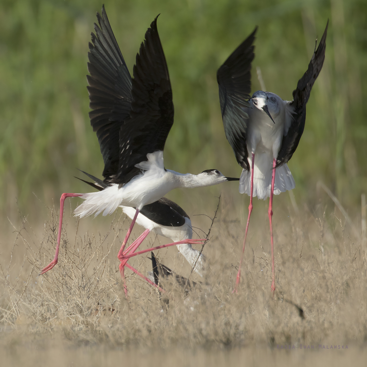 Himantopus, himantopus, Black-winged, Common, Pied, Stilt, Bulgaria